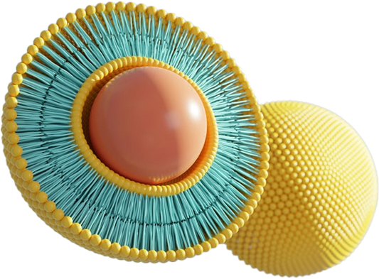 What are Liposomes?